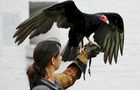 Falconers @ Work