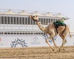 Grootste kameelfestival ter wereld breekt Guinness Wereldrecord