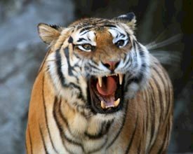 'Train een tijger' als bedrijfsuitje