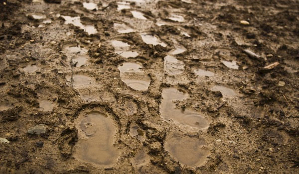 TomorrowWorld-ellende dwingt moederbedrijf tot paniekverkoop TomorrowWorld-ellende dwingt moederbedrijf tot paniekverkoop