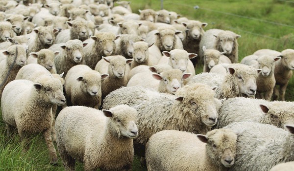 Column: 'Flock Behaviour' Column: 'Flock Behaviour'