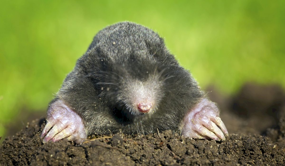 Image Result For Wie Is De Mol Image Result For Wie Is De Mol